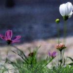Floating On Air by Veronica Astrom Photography