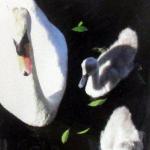 Swan Family by Joyce Ecochard - Photography