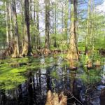 Cypress Reflections by Jerry Heffner Photography