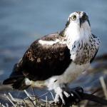 Riveted II by Jerry Heffner Photography 